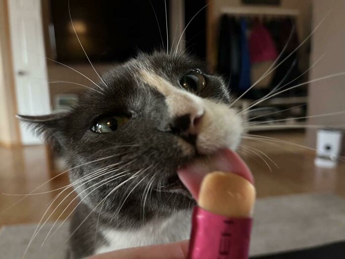51 Funny Pics Of Food-Obsessed Cats Who Forgot How To Act Civilized Around A Snack
