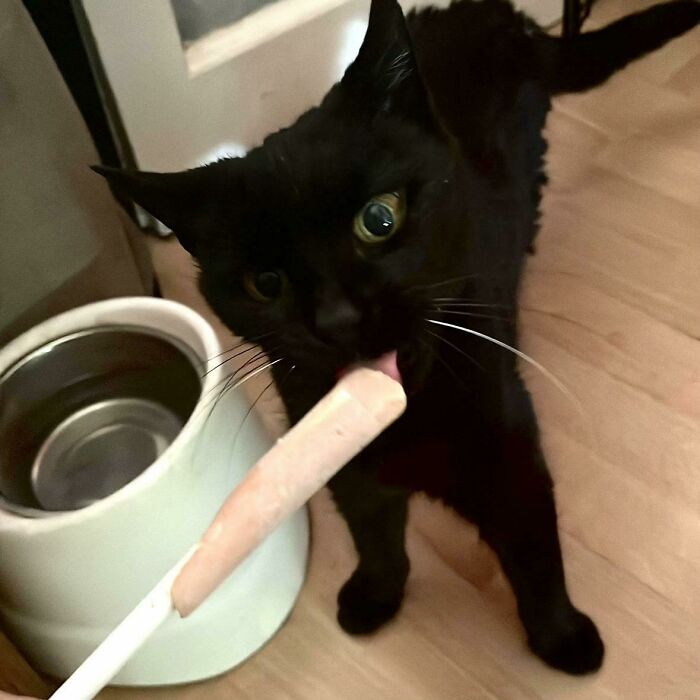51 Funny Pics Of Food-Obsessed Cats Who Forgot How To Act Civilized Around A Snack