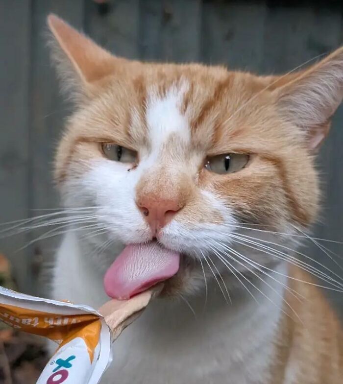 51 Funny Pics Of Food-Obsessed Cats Who Forgot How To Act Civilized Around A Snack