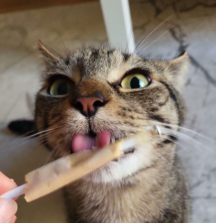 51 Funny Pics Of Food-Obsessed Cats Who Forgot How To Act Civilized Around A Snack