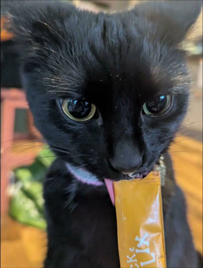 51 Funny Pics Of Food-Obsessed Cats Who Forgot How To Act Civilized Around A Snack