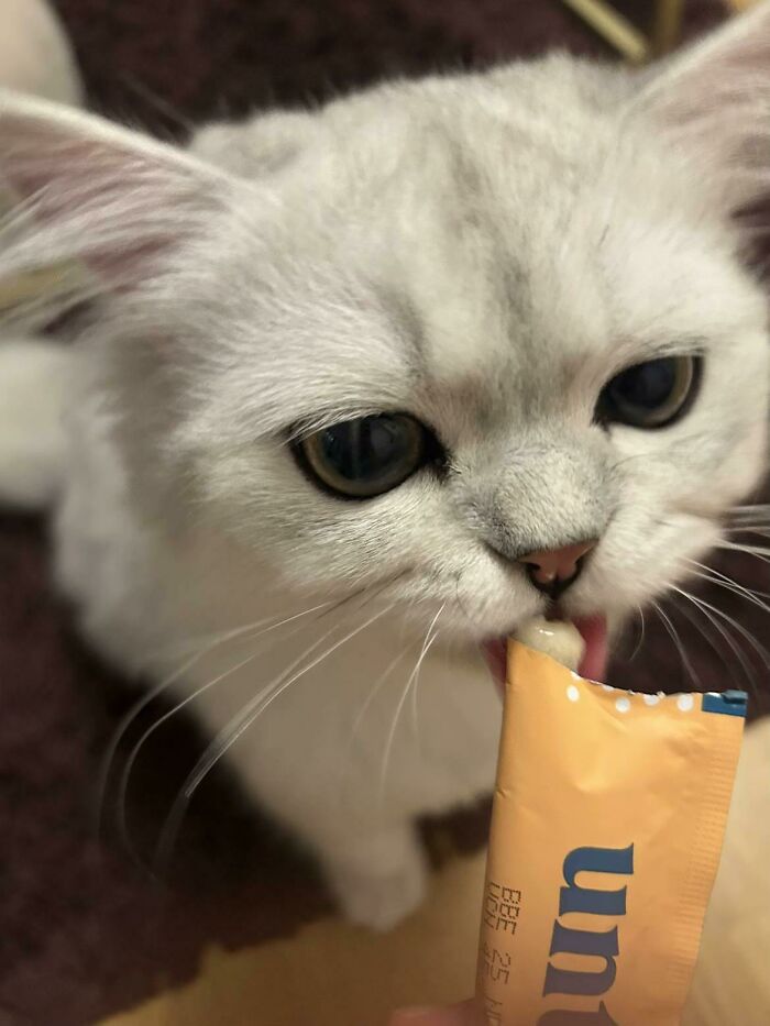 51 Funny Pics Of Food-Obsessed Cats Who Forgot How To Act Civilized Around A Snack