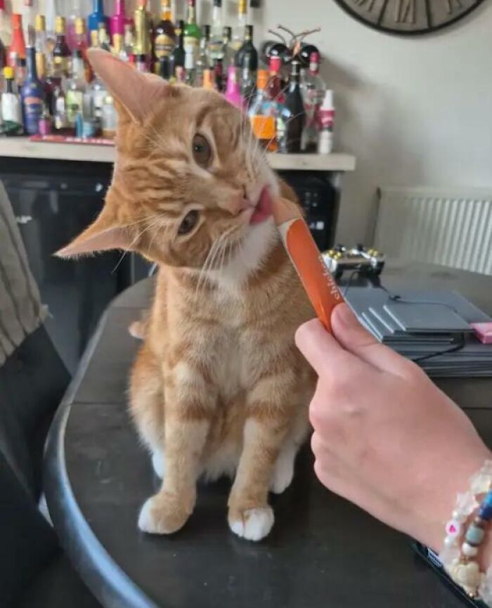51 Funny Pics Of Food-Obsessed Cats Who Forgot How To Act Civilized Around A Snack