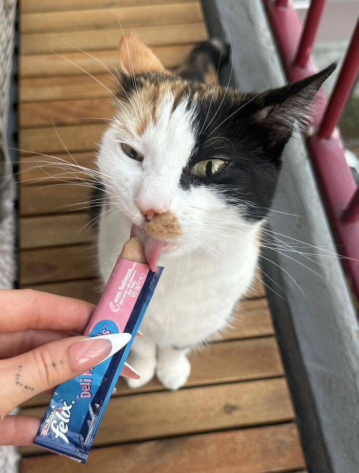 51 Funny Pics Of Food-Obsessed Cats Who Forgot How To Act Civilized Around A Snack