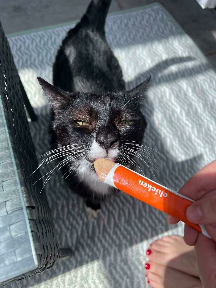 51 Funny Pics Of Food-Obsessed Cats Who Forgot How To Act Civilized Around A Snack