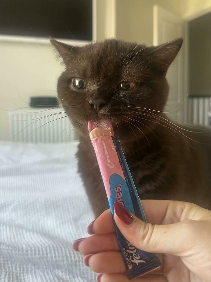 51 Funny Pics Of Food-Obsessed Cats Who Forgot How To Act Civilized Around A Snack
