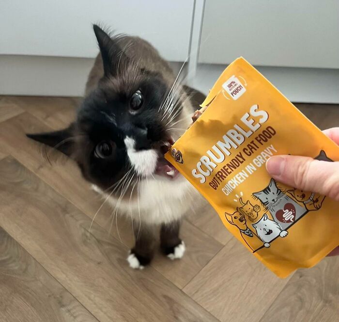 51 Funny Pics Of Food-Obsessed Cats Who Forgot How To Act Civilized Around A Snack