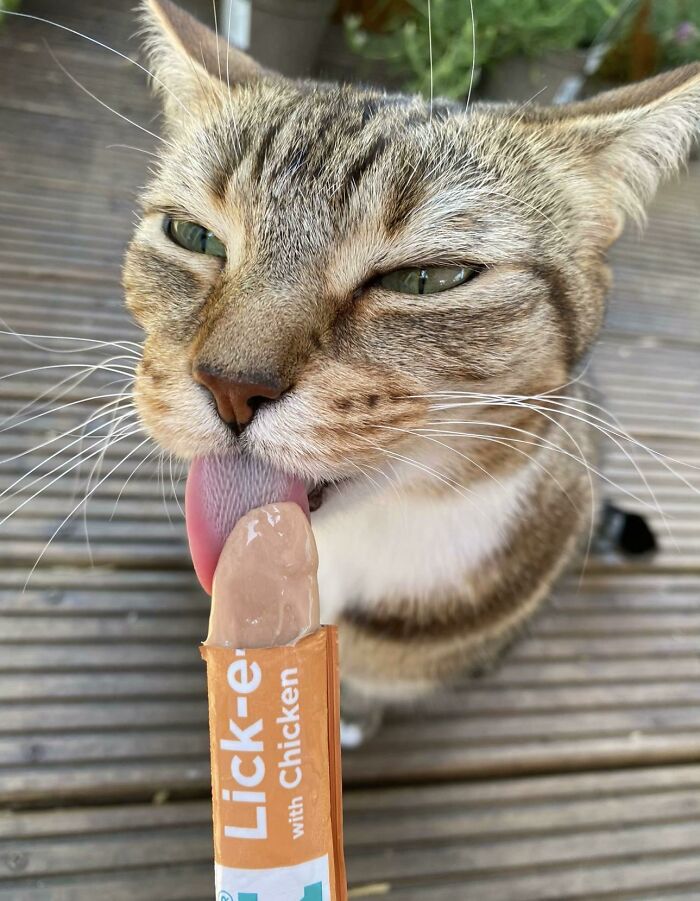 51 Funny Pics Of Food-Obsessed Cats Who Forgot How To Act Civilized Around A Snack