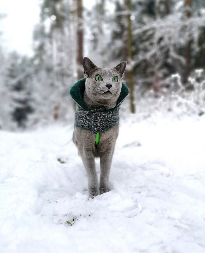 41 Aesthetic Cat Photos Shared By This Page That Capture Felines At Their Most Majestic