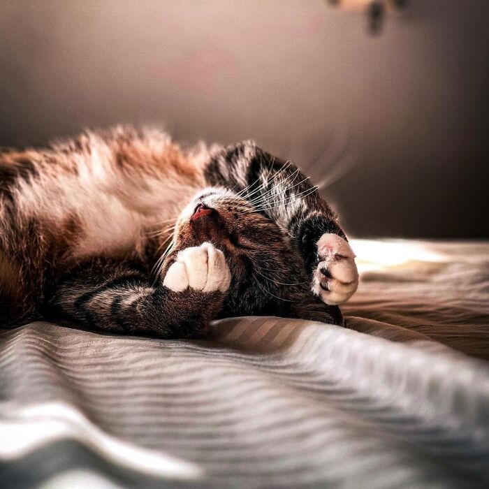 41 Aesthetic Cat Photos Shared By This Page That Capture Felines At Their Most Majestic