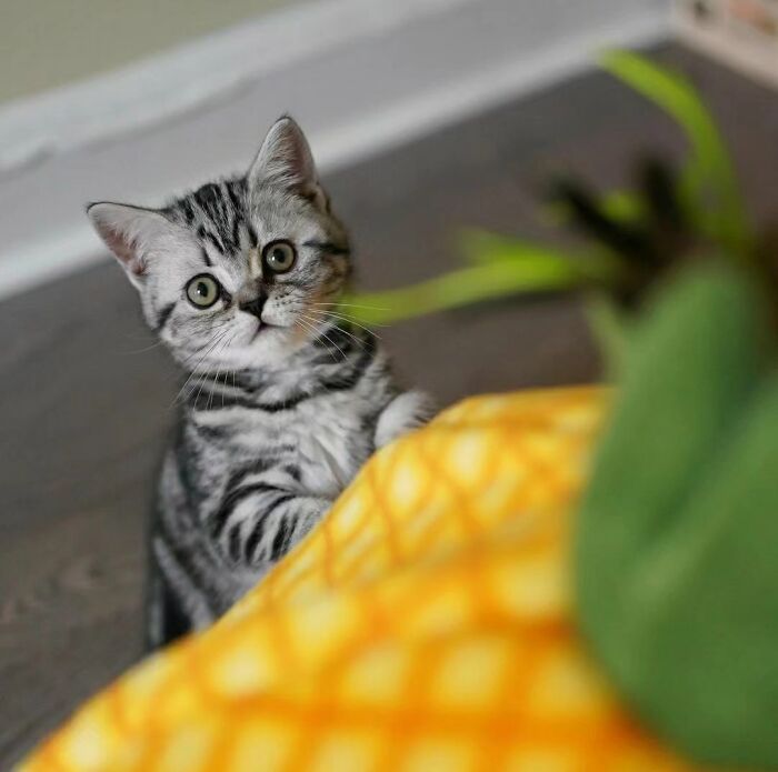 41 Aesthetic Cat Photos Shared By This Page That Capture Felines At Their Most Majestic