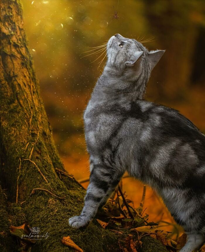 41 Aesthetic Cat Photos Shared By This Page That Capture Felines At Their Most Majestic