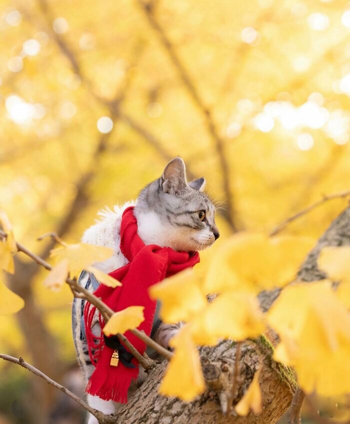 41 Aesthetic Cat Photos Shared By This Page That Capture Felines At Their Most Majestic