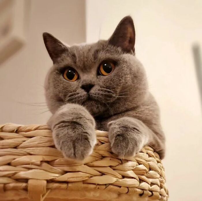 41 Aesthetic Cat Photos Shared By This Page That Capture Felines At Their Most Majestic