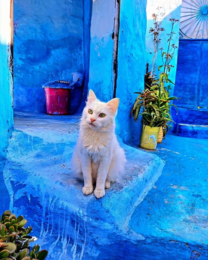 41 Aesthetic Cat Photos Shared By This Page That Capture Felines At Their Most Majestic