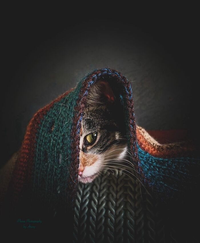 41 Aesthetic Cat Photos Shared By This Page That Capture Felines At Their Most Majestic