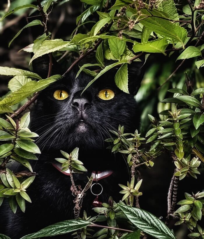 41 Aesthetic Cat Photos Shared By This Page That Capture Felines At Their Most Majestic
