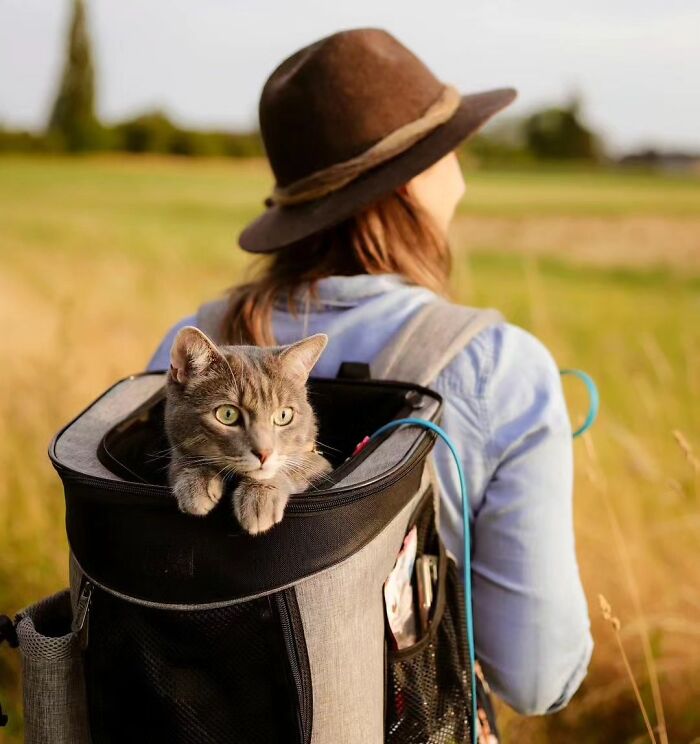 41 Aesthetic Cat Photos Shared By This Page That Capture Felines At Their Most Majestic