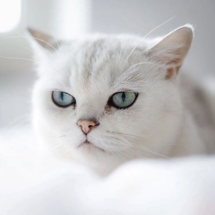 41 Aesthetic Cat Photos Shared By This Page That Capture Felines At Their Most Majestic