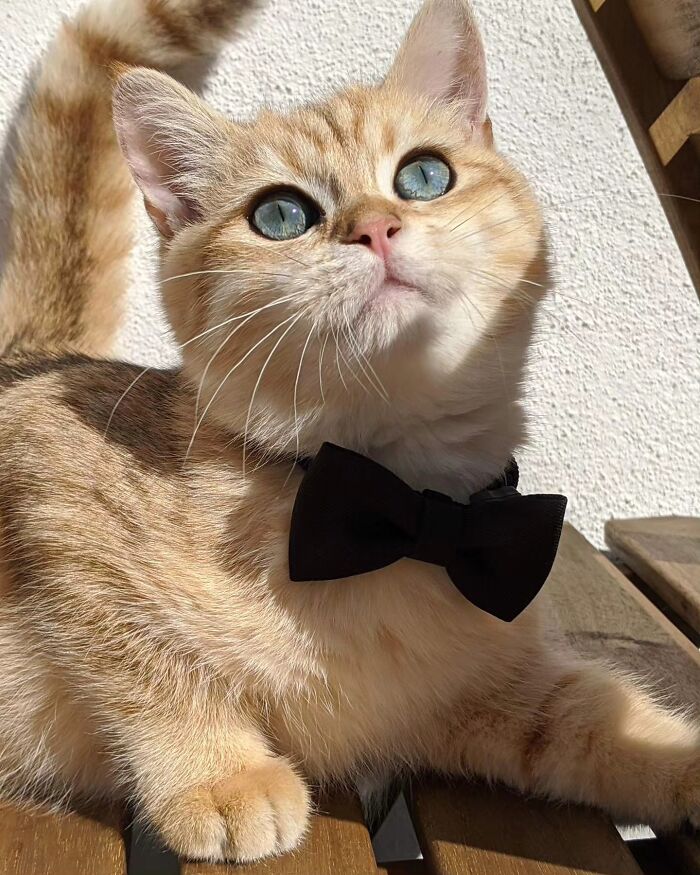 41 Aesthetic Cat Photos Shared By This Page That Capture Felines At Their Most Majestic