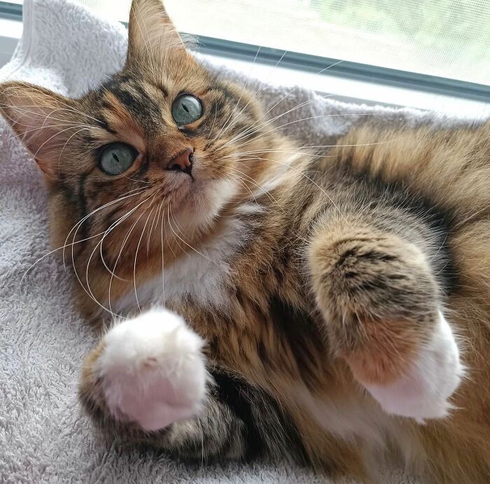 41 Aesthetic Cat Photos Shared By This Page That Capture Felines At Their Most Majestic