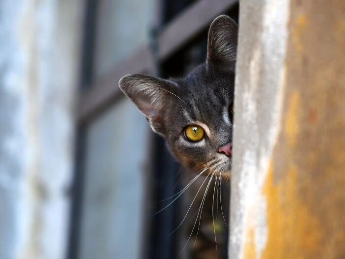 41 Aesthetic Cat Photos Shared By This Page That Capture Felines At Their Most Majestic