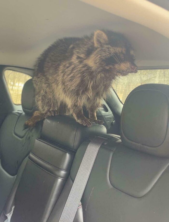64 Risky Situations That Made People Question How These Folks Have Survived This Long