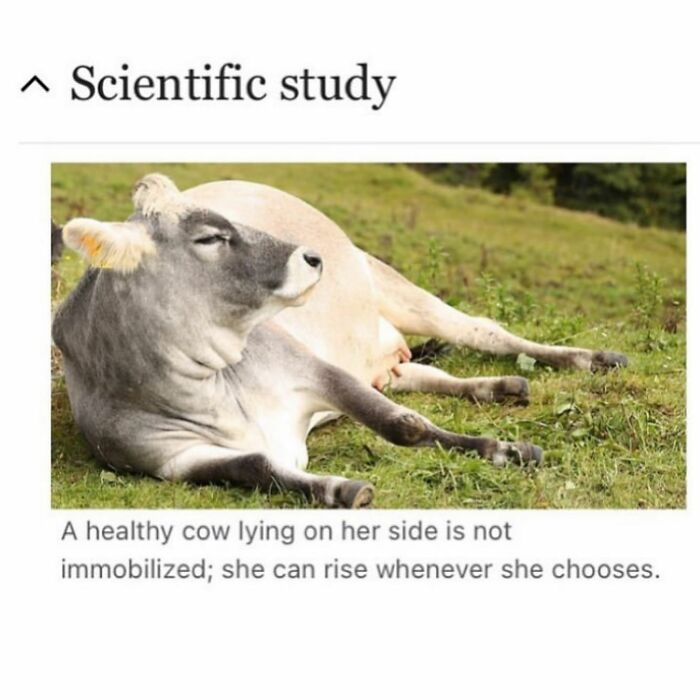 82 Wikipedia Pages That Made People Go “Hmmmm”