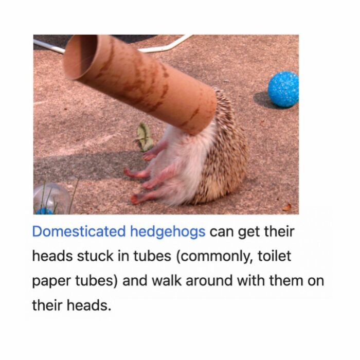 82 Wikipedia Pages That Made People Go “Hmmmm”