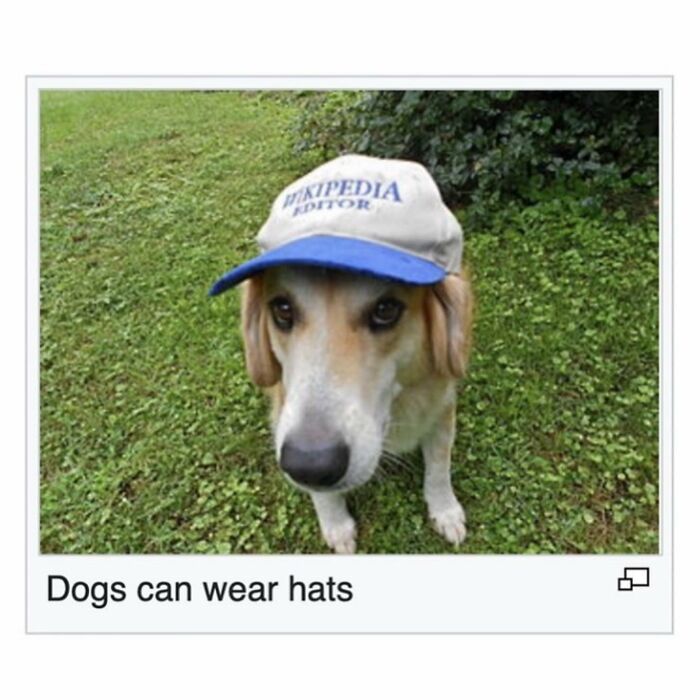 82 Wikipedia Pages That Made People Go “Hmmmm”