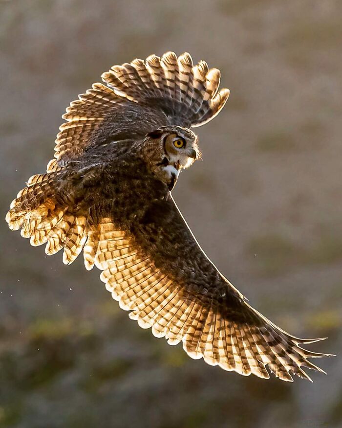 54 Winning Nature Photos From The 2025 Chromatic Awards That Celebrate The Power Of Color