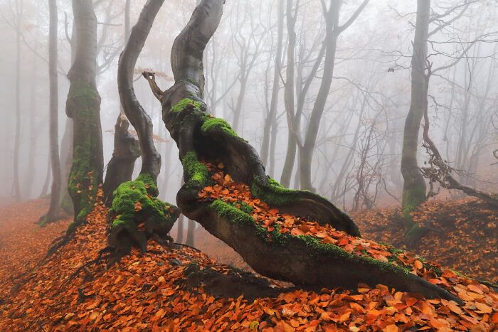 54 Winning Nature Photos From The 2025 Chromatic Awards That Celebrate The Power Of Color