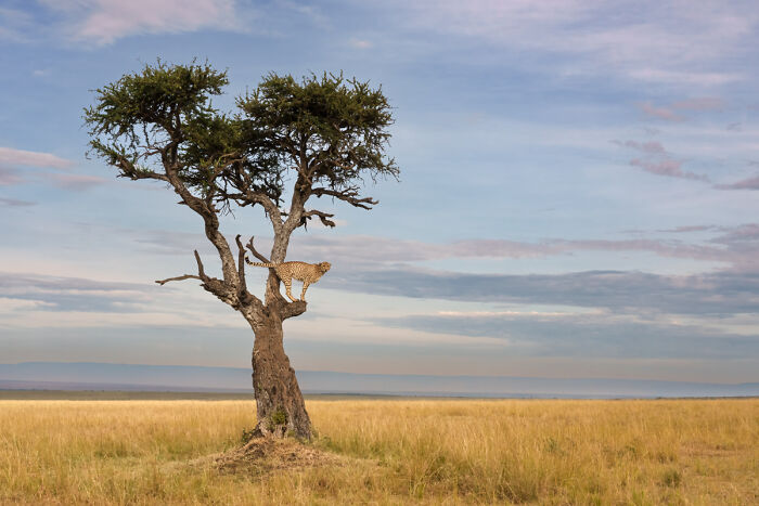 54 Winning Nature Photos From The 2025 Chromatic Awards That Celebrate The Power Of Color