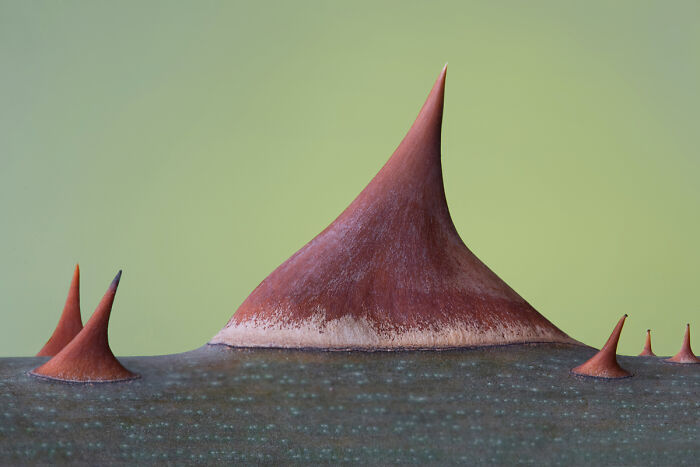 54 Winning Nature Photos From The 2025 Chromatic Awards That Celebrate The Power Of Color