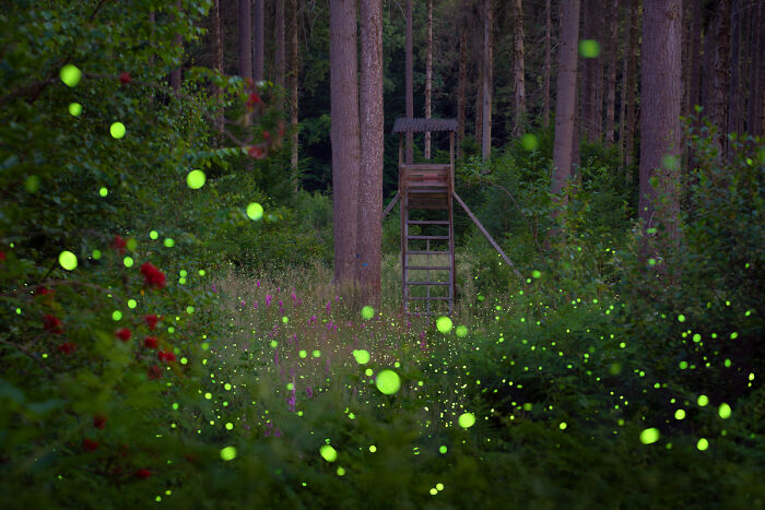 54 Winning Nature Photos From The 2025 Chromatic Awards That Celebrate The Power Of Color