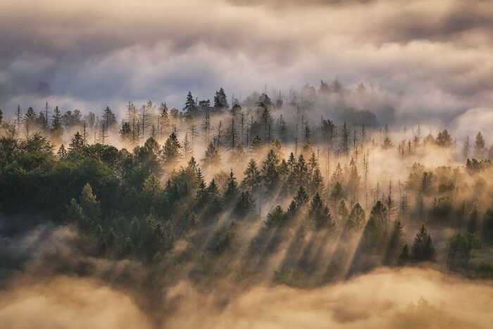 54 Winning Nature Photos From The 2025 Chromatic Awards That Celebrate The Power Of Color