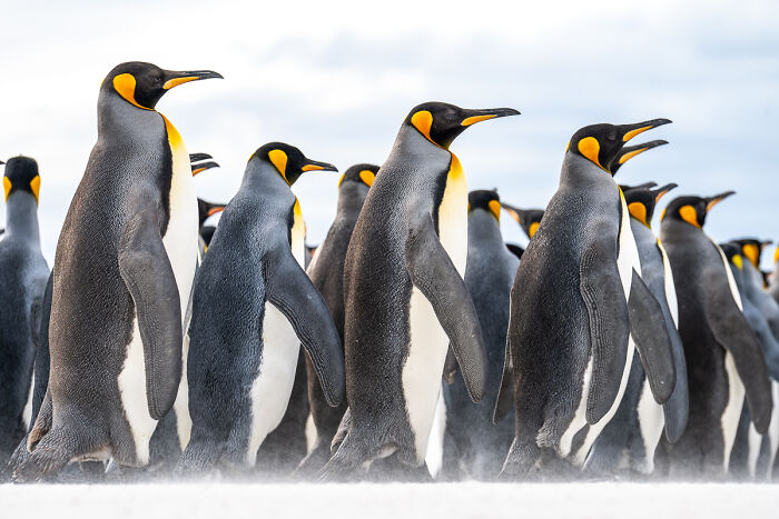 54 Winning Nature Photos From The 2025 Chromatic Awards That Celebrate The Power Of Color