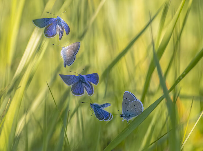 54 Winning Nature Photos From The 2025 Chromatic Awards That Celebrate The Power Of Color