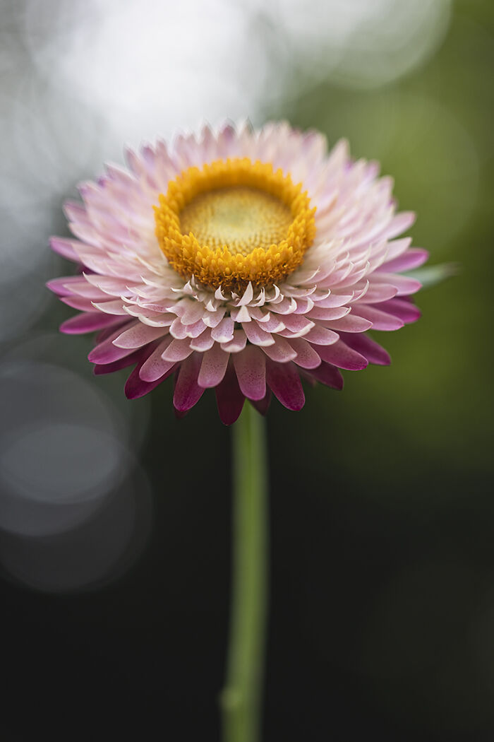 54 Winning Nature Photos From The 2025 Chromatic Awards That Celebrate The Power Of Color