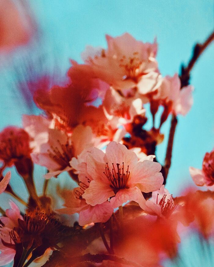 54 Winning Nature Photos From The 2025 Chromatic Awards That Celebrate The Power Of Color