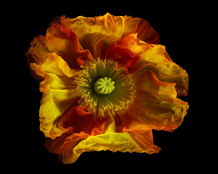 54 Winning Nature Photos From The 2025 Chromatic Awards That Celebrate The Power Of Color