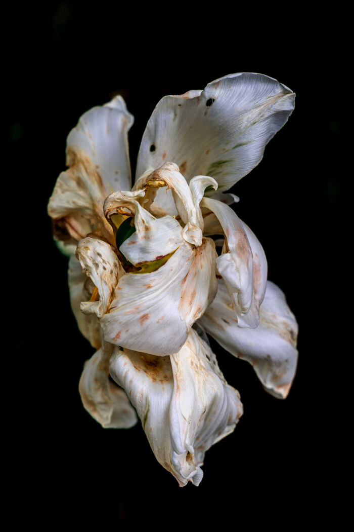 54 Winning Nature Photos From The 2025 Chromatic Awards That Celebrate The Power Of Color