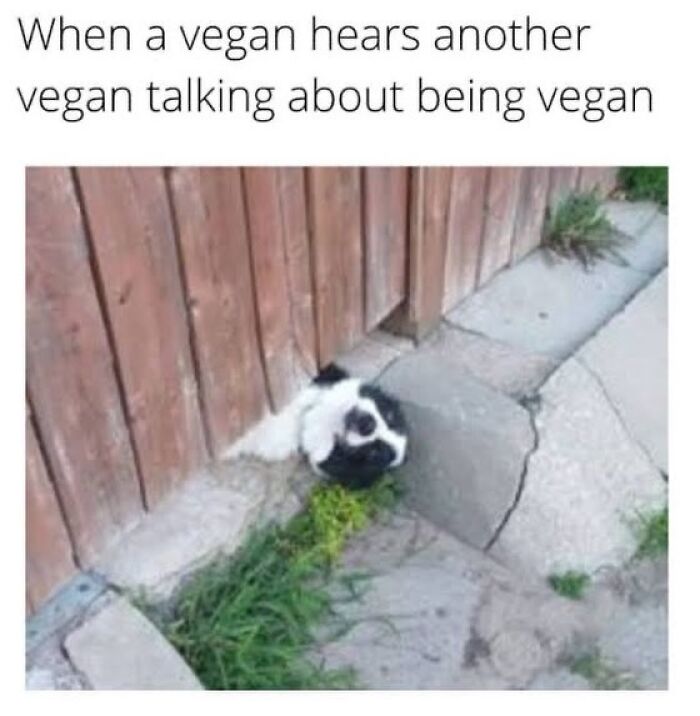 75 Hilarious Vegan Memes That May Change The Way You Look At Meat