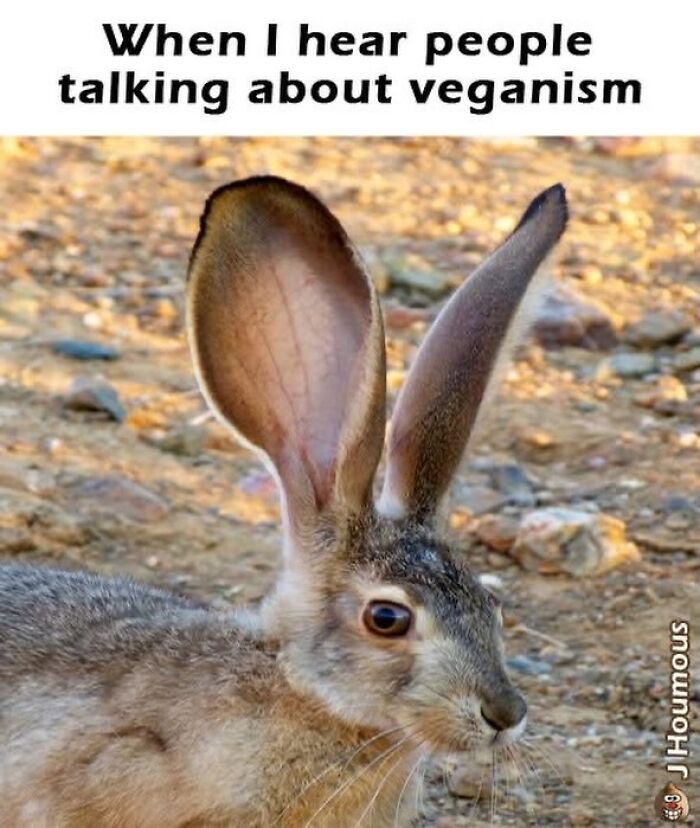 75 Hilarious Vegan Memes That May Change The Way You Look At Meat