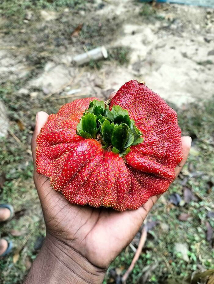 &ldquo;Lookin AI Generated&rdquo;: 100 Times Mother Nature Went Off Script And Created These Freaky Plants