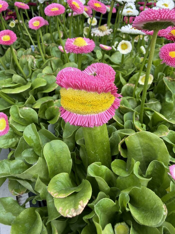 &ldquo;Lookin AI Generated&rdquo;: 100 Times Mother Nature Went Off Script And Created These Freaky Plants