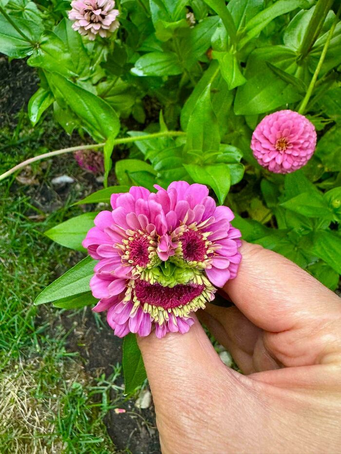 &ldquo;Lookin AI Generated&rdquo;: 100 Times Mother Nature Went Off Script And Created These Freaky Plants