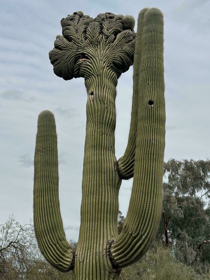 &ldquo;Lookin AI Generated&rdquo;: 100 Times Mother Nature Went Off Script And Created These Freaky Plants