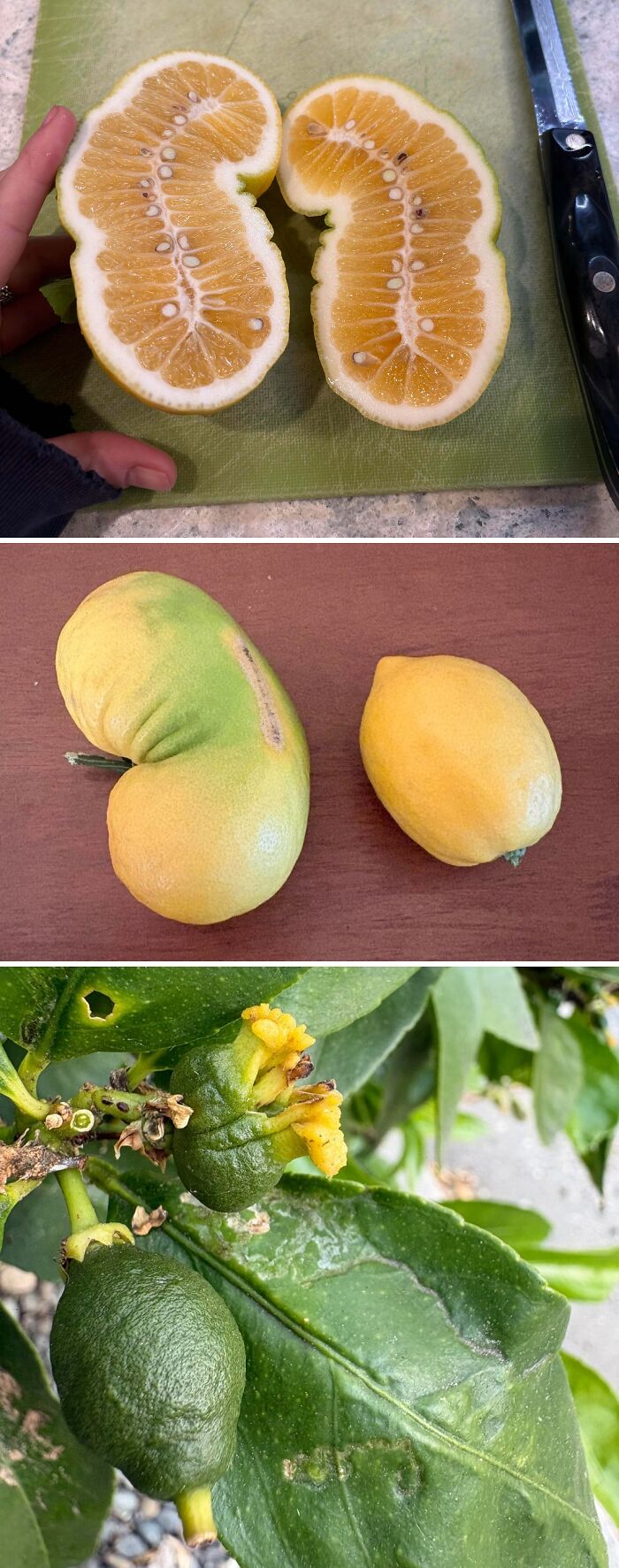 &ldquo;Lookin AI Generated&rdquo;: 100 Times Mother Nature Went Off Script And Created These Freaky Plants