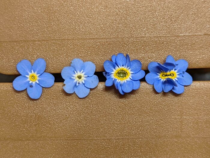 &ldquo;Lookin AI Generated&rdquo;: 100 Times Mother Nature Went Off Script And Created These Freaky Plants